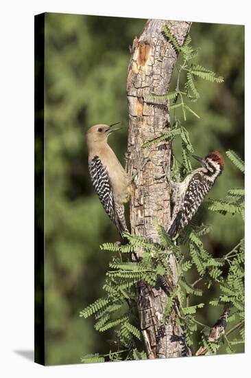 Arizona, Amado. Gila Woodpecker and Ladder-Backed Woodpecker on Tree-Wendy Kaveney-Stretched Canvas