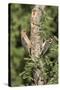 Arizona, Amado. Gila Woodpecker and Ladder-Backed Woodpecker on Tree-Wendy Kaveney-Stretched Canvas