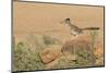 Arizona, Amado. Greater Roadrunner with Lizard-Jaynes Gallery-Mounted Photographic Print