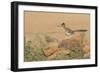 Arizona, Amado. Greater Roadrunner with Lizard-Jaynes Gallery-Framed Photographic Print