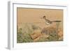 Arizona, Amado. Greater Roadrunner with Lizard-Jaynes Gallery-Framed Photographic Print