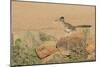 Arizona, Amado. Greater Roadrunner with Lizard-Jaynes Gallery-Mounted Photographic Print