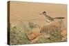 Arizona, Amado. Greater Roadrunner with Lizard-Jaynes Gallery-Stretched Canvas