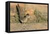 Arizona, Amado. Greater Roadrunner with Lizard-Jaynes Gallery-Framed Stretched Canvas