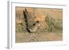 Arizona, Amado. Greater Roadrunner with Lizard-Jaynes Gallery-Framed Photographic Print