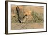 Arizona, Amado. Greater Roadrunner with Lizard-Jaynes Gallery-Framed Photographic Print