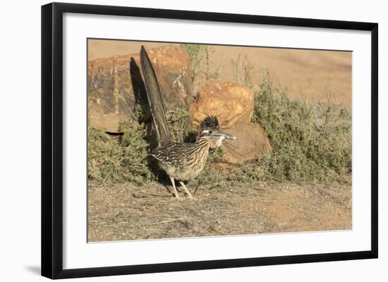 Arizona, Amado. Greater Roadrunner with Lizard-Jaynes Gallery-Framed Photographic Print