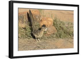 Arizona, Amado. Greater Roadrunner with Lizard-Jaynes Gallery-Framed Photographic Print