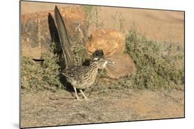 Arizona, Amado. Greater Roadrunner with Lizard-Jaynes Gallery-Mounted Photographic Print