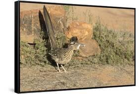 Arizona, Amado. Greater Roadrunner with Lizard-Jaynes Gallery-Framed Stretched Canvas