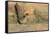 Arizona, Amado. Greater Roadrunner with Lizard-Jaynes Gallery-Framed Stretched Canvas