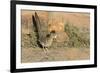 Arizona, Amado. Greater Roadrunner with Lizard-Jaynes Gallery-Framed Photographic Print