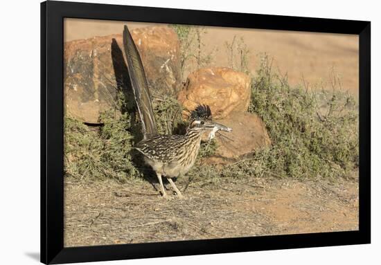 Arizona, Amado. Greater Roadrunner with Lizard-Jaynes Gallery-Framed Photographic Print