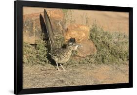 Arizona, Amado. Greater Roadrunner with Lizard-Jaynes Gallery-Framed Photographic Print