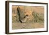 Arizona, Amado. Greater Roadrunner with Lizard-Jaynes Gallery-Framed Photographic Print