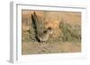 Arizona, Amado. Greater Roadrunner with Lizard-Jaynes Gallery-Framed Photographic Print