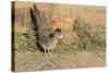 Arizona, Amado. Greater Roadrunner with Lizard-Jaynes Gallery-Stretched Canvas