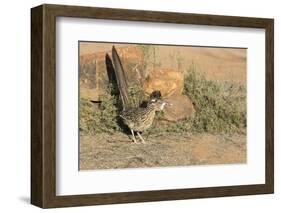 Arizona, Amado. Greater Roadrunner with Lizard-Jaynes Gallery-Framed Photographic Print