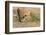 Arizona, Amado. Greater Roadrunner with Lizard-Jaynes Gallery-Framed Photographic Print