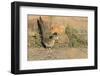 Arizona, Amado. Greater Roadrunner with Lizard-Jaynes Gallery-Framed Photographic Print