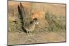 Arizona, Amado. Greater Roadrunner with Lizard-Jaynes Gallery-Mounted Photographic Print