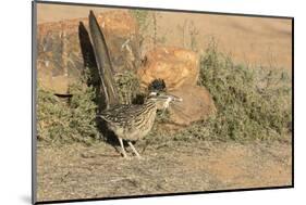 Arizona, Amado. Greater Roadrunner with Lizard-Jaynes Gallery-Mounted Photographic Print