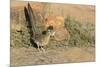 Arizona, Amado. Greater Roadrunner with Lizard-Jaynes Gallery-Mounted Premium Photographic Print