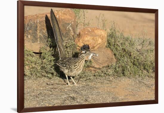 Arizona, Amado. Greater Roadrunner with Lizard-Jaynes Gallery-Framed Photographic Print