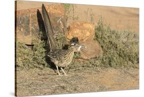 Arizona, Amado. Greater Roadrunner with Lizard-Jaynes Gallery-Stretched Canvas