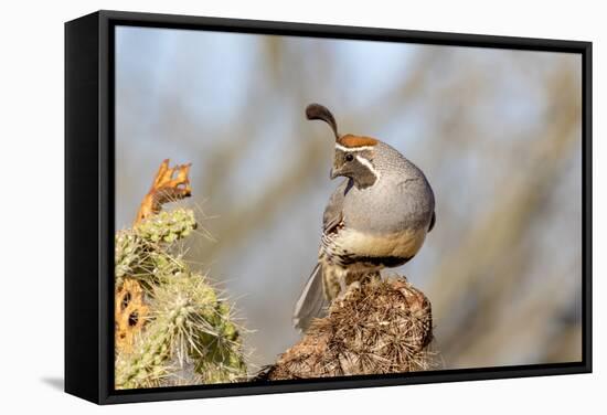 Arizona, Amado. Male Gambel's Quail Close-Up-Jaynes Gallery-Framed Stretched Canvas