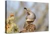 Arizona, Amado. Male Gambel's Quail Close-Up-Jaynes Gallery-Stretched Canvas