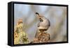 Arizona, Amado. Male Gambel's Quail Close-Up-Jaynes Gallery-Framed Stretched Canvas