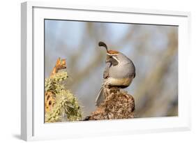 Arizona, Amado. Male Gambel's Quail Close-Up-Jaynes Gallery-Framed Photographic Print