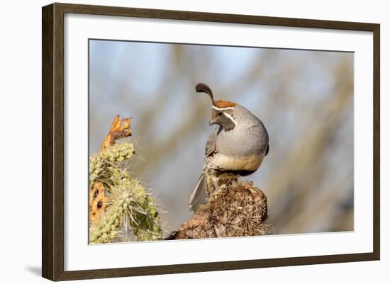 Arizona, Amado. Male Gambel's Quail Close-Up-Jaynes Gallery-Framed Photographic Print