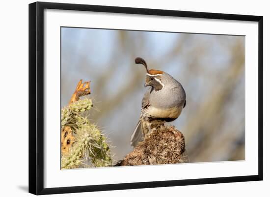 Arizona, Amado. Male Gambel's Quail Close-Up-Jaynes Gallery-Framed Photographic Print