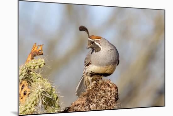 Arizona, Amado. Male Gambel's Quail Close-Up-Jaynes Gallery-Mounted Photographic Print