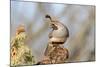 Arizona, Amado. Male Gambel's Quail Close-Up-Jaynes Gallery-Mounted Photographic Print