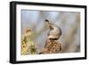 Arizona, Amado. Male Gambel's Quail Close-Up-Jaynes Gallery-Framed Photographic Print