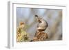 Arizona, Amado. Male Gambel's Quail Close-Up-Jaynes Gallery-Framed Photographic Print