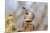 Arizona, Amado. Male Gambel's Quail Close-Up-Jaynes Gallery-Mounted Photographic Print