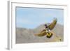 Arizona, Buckeye. Female Gilded Flicker Landing on Branch-Jaynes Gallery-Framed Photographic Print