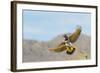 Arizona, Buckeye. Female Gilded Flicker Landing on Branch-Jaynes Gallery-Framed Photographic Print