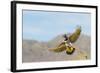 Arizona, Buckeye. Female Gilded Flicker Landing on Branch-Jaynes Gallery-Framed Photographic Print