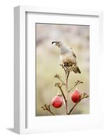 Arizona, Buckeye. Gambel's Quail Atop a Decorated Agave Stalk at Christmas Time-Jaynes Gallery-Framed Photographic Print