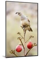 Arizona, Buckeye. Gambel's Quail Atop a Decorated Agave Stalk at Christmas Time-Jaynes Gallery-Mounted Photographic Print