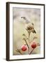 Arizona, Buckeye. Gambel's Quail Atop a Decorated Agave Stalk at Christmas Time-Jaynes Gallery-Framed Photographic Print