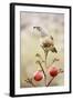 Arizona, Buckeye. Gambel's Quail Atop a Decorated Agave Stalk at Christmas Time-Jaynes Gallery-Framed Photographic Print