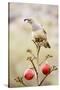 Arizona, Buckeye. Gambel's Quail Atop a Decorated Agave Stalk at Christmas Time-Jaynes Gallery-Stretched Canvas