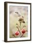 Arizona, Buckeye. Gambel's Quail Atop a Decorated Agave Stalk at Christmas Time-Jaynes Gallery-Framed Photographic Print