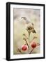 Arizona, Buckeye. Gambel's Quail Atop a Decorated Agave Stalk at Christmas Time-Jaynes Gallery-Framed Photographic Print